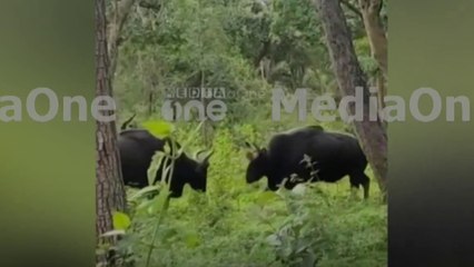 പാലക്കാട്‌ നെല്ലിയാമ്പതിയിൽ കാട്ടുപോത്തുകളുടെ പോര്