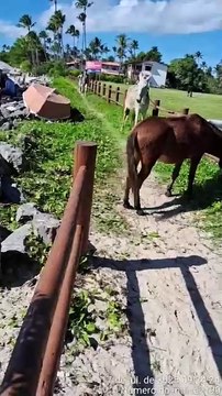 Vídeo: Moradores denunciam descaso com cavalos soltos em Morro de São Paulo
