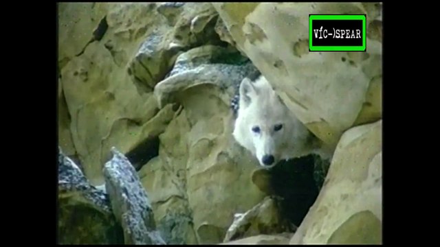 El Ciclo de la Vida: El llamado del Lobo - Documental (1999) Español Latino *Narrador: Rubén Moya