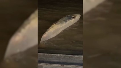Encontraron otra ballena muerta en la Costanera