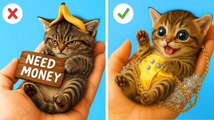 Personne ne voulait de ce pauvre chaton grincheux 😿 Transformation en animal de compagnie très riche