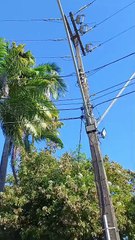 Fios viram galhos: saguis enfrentam a expansão urbana em Fortaleza