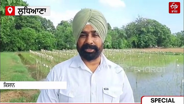 ਝੋਨੇ ਨੂੰ ਪਾਣੀ ਨਹੀਂ ਹੁਣ ਯੂਰੀਆ ਤੇ ਜ਼ਿੰਕ ਦੀ ਲੋੜ; ਕਿਸਾਨ ਨਾ ਹੋਣ ਪਰੇਸ਼ਾਨ, ਜਾਣੋ ਕੀ ਕਹਿੰਦੇ PAU ਮਾਹਿਰ