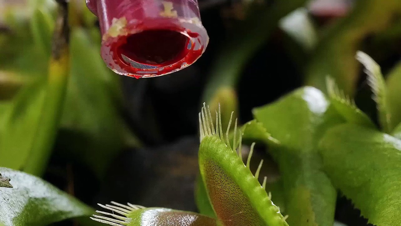 Say Goodbye to Garden Pests – Easy Tricks That Work! 🐛🌱