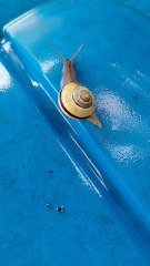 Post-Rain Parade: Where Are You Headed, Mr. Snail? 🐌🌧️ #funny #funnyvideo