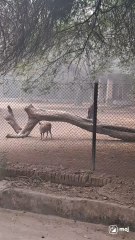 Join the wildlife journey!  #MuleDeer #WildlifeMagic #NatureLovers #DeerAdventure #WildernessVibes #AnimalGrace #ForestBeauty