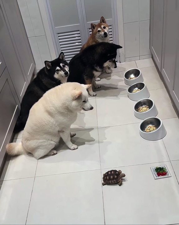 Ces chiens attendent le plus lent pour manger.....