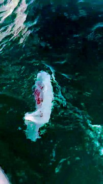 Il nettoie les océans et va être remercié d'une façon géniale