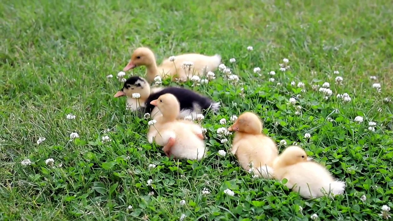 Os animais mais fofos do mundo N•92