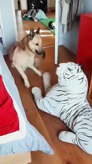 dogs getting scared try not to laugh challenge! 😂