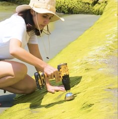 Why Is She Collecting Seaweed? The Truth Will Surprise You! 🌿