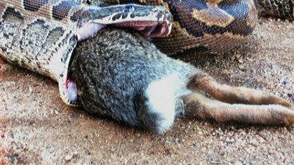 🚨 ALERTE : Les Prédateurs Apex sont de RETOUR et ils ont FAIM de Revanche Python !