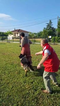 On a testé le mordant sportif avec Sysko, berger allemand de 4 ans