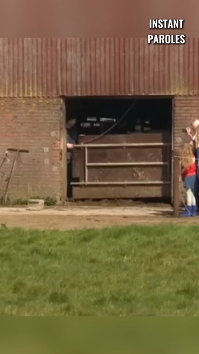 Ces vaches se rendent sur l’herbe pour la première fois depuis 6 mois