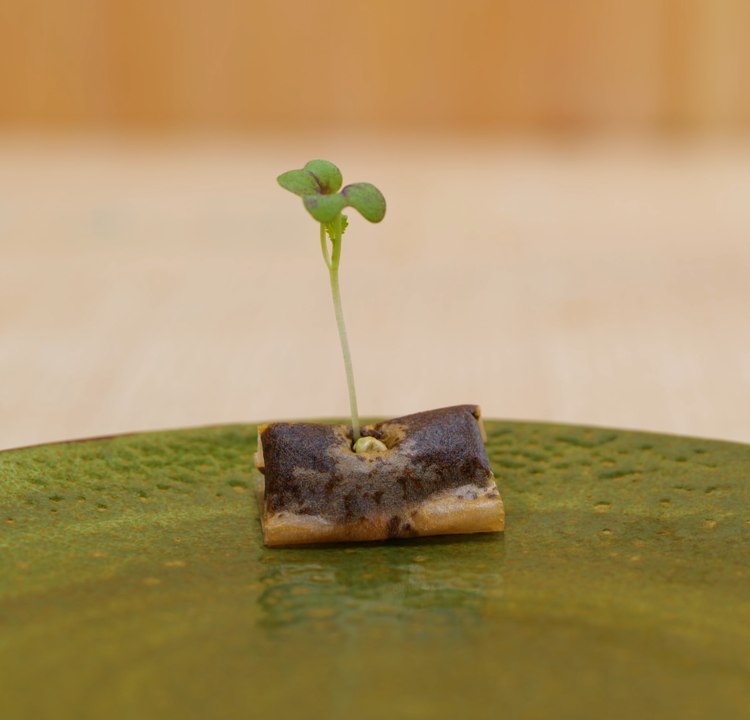 Les secrets du pouce vert : Techniques essentielles de jardinage pour réussir !