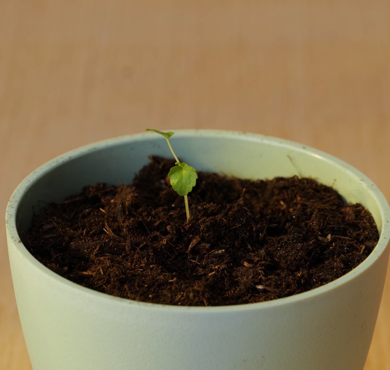 Des ASTUCES de jardinage astucieuses pour maximiser votre rendement !