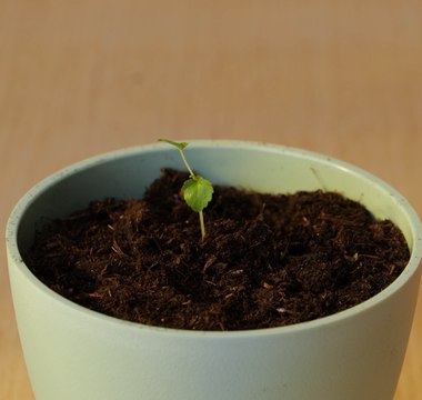 Des ASTUCES de jardinage astucieuses pour maximiser votre rendement !