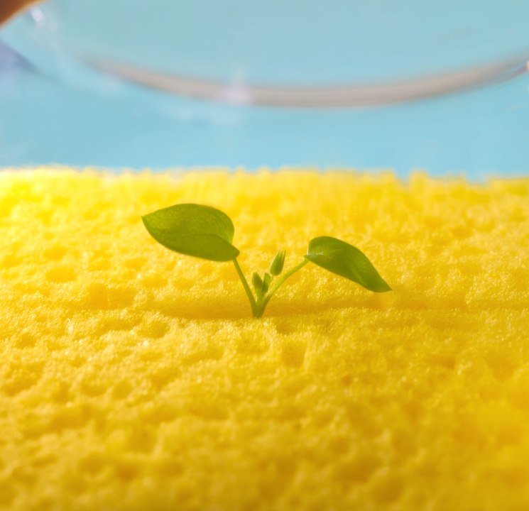 Libérez le potentiel de votre jardin : Les ASTUCES incontournables du jardinage !