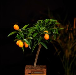 La magie du jardin : des ASTUCE astucieuses pour un jardin florissant !