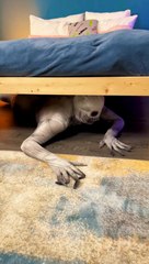 Monster Check Time! 👀🛏️ What’s Hiding Under the Bed? #funny