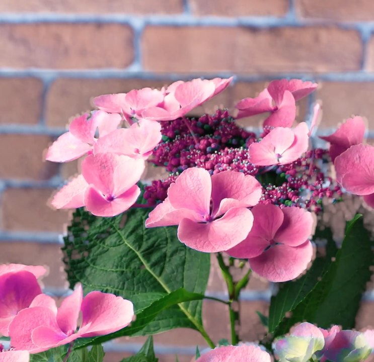 ASTUCES pour le jardin : INTELLIGENT/MALIN : Des astuces intelligentes pour un espace vert florissant !