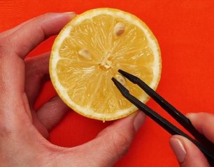 Kitchen Waste, Garden Taste! Plants Born from Leftovers