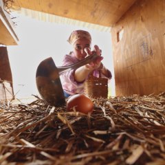 Cluck Yeah! Simple DIY Tricks for Happy Hens