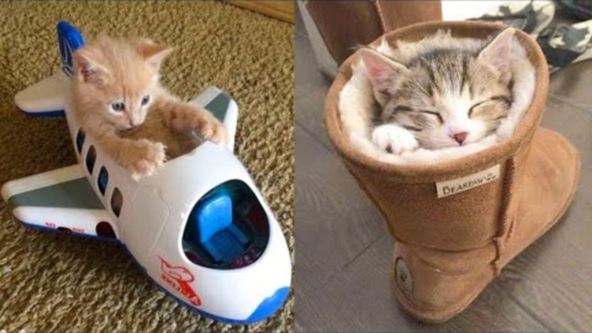 ⁣Cute and Funny Cat Moments – Adorable Pets Being Hilarious
