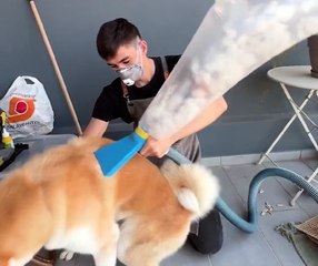 Don’t Throw Away That Fur! Fun Pet Fur Crafts