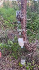 How to Turn Tree Matter into Glass with Science Magic!