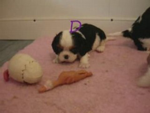 Darling, chiot cavalier king charles