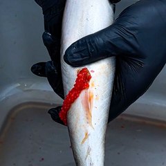 Ever Wonder How Caviar Is Made? 🐟