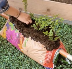 Quick Gardening Hacks for People With No Time ⏱️🌱