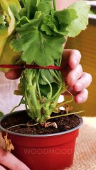 Surprising Summer Gardening Hacks That Actually Work!