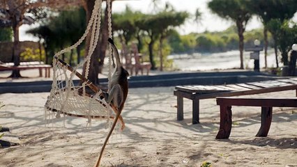 Enjoy the monkeys  Shorts videos