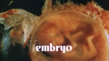 EMBRYO 1976.