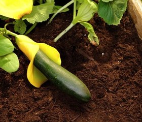 Turn Your Garden Into a Green Wonderland!