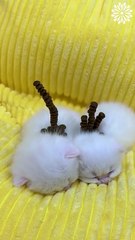 Adorable cat chronicles😍