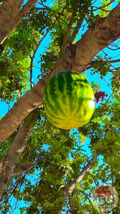 Un melon d'eau qui pousse sur un arbre ?! Comment est-ce possible ?! 🍉🌳😲 #drôle