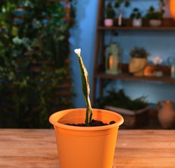 Le printemps au jardin : Conseils pour un nouveau départ !