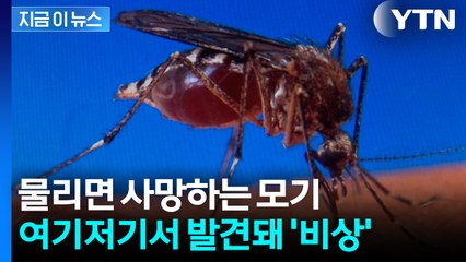 일본 뇌염 옮기는 ‘작은빨간집모기’...8월부터 정점인데 '비상' [지금이뉴스] / YTN