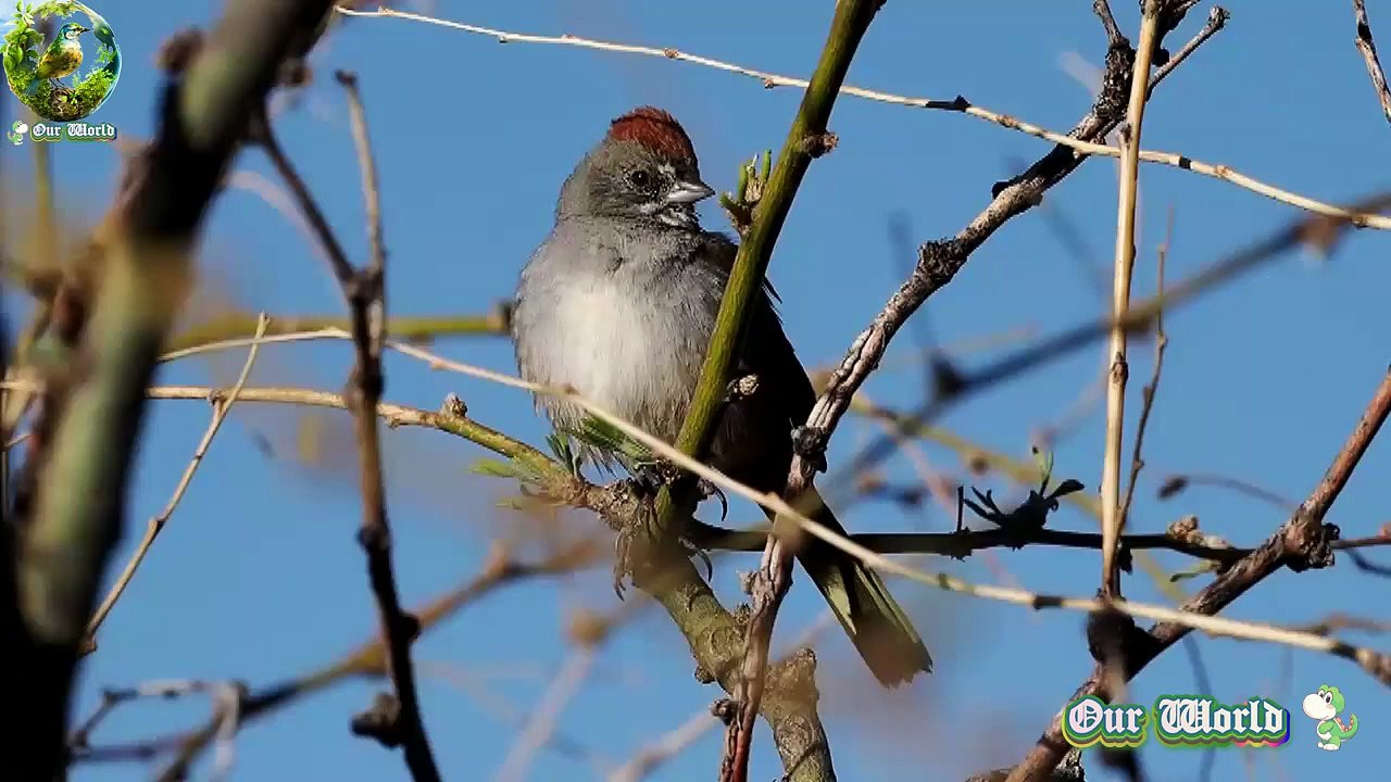Green tailed Towhee 01