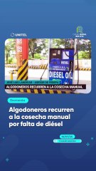 Algodoneros recurren a la cosecha manual por falta de diésel
