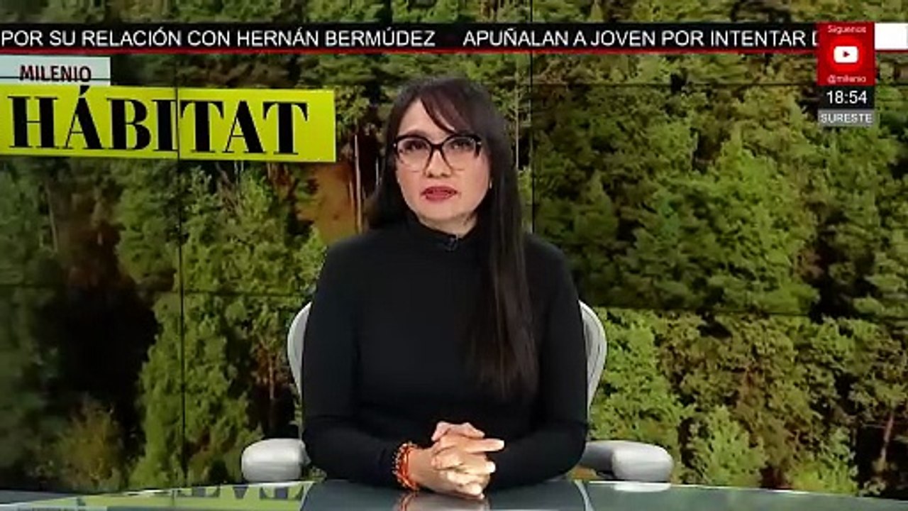 Unesco manifiesta preocupación por el declive de la población de mariposa monarca | Milenio Hábitat