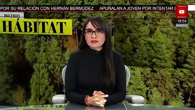 Unesco manifiesta preocupación por el declive de la población de mariposa monarca | Milenio Hábitat