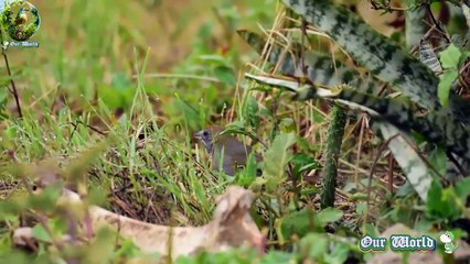 Green-tailed Towhee 04