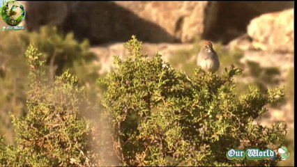 Green tailed Towhee 05