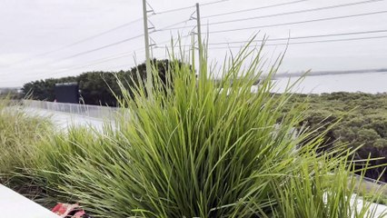 Sharks Leagues Club rebuild