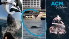 Whale spotted frolicking in Circular Quay, Sydney