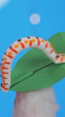 Cheap vs. Expensive Caterpillar Fidget Toy For Kitty 🐛😻 #fidgettoys #diy #kitty